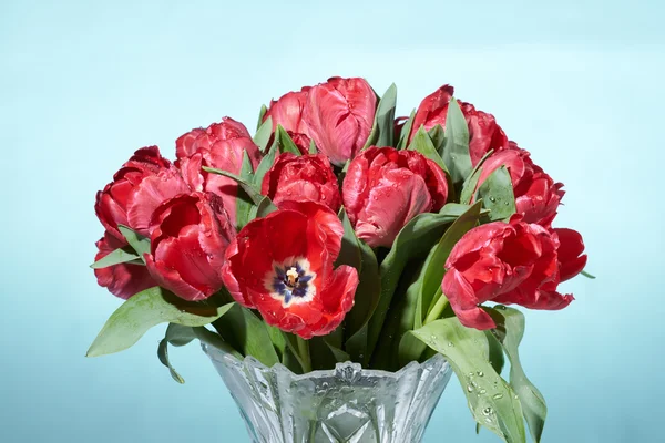Close up of bouquet of red fresh tulips with water splashes in vase.
