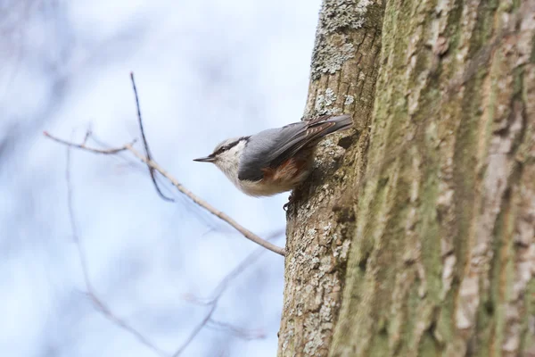 Nuthatch sentado en un tronco de árbol . — Foto de Stock