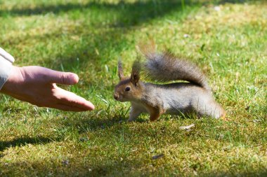 Meraklı Kızıl sincap ve insan eli.