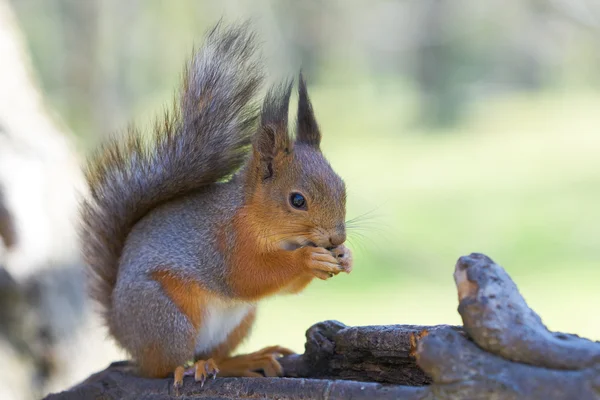 Rode eekhoorn eet een eikel op achterste poten op een boomstam. — Stockfoto