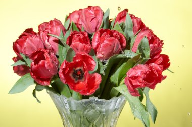 Su sıçramalarına cam vazo içinde sunulan ile kırmızı taze bahar Lale buketi, yakın çekim.