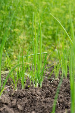Büyüyen soğan bahçe yatak görünümünü.