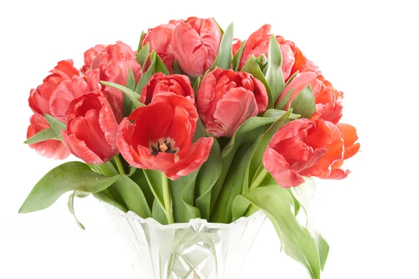 Close up of bouquet of red fresh tulips flowers after rain. — Stock Photo, Image