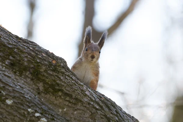 Joli écureuil roux sur un tronc d'arbre . — Photo