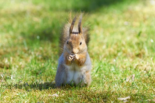 Harige rode eekhoorn eet een korst in het park. — Stockfoto