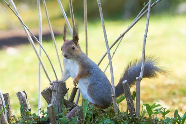 Zrzavá veverka stojí na tlapky a vypadá na stranu v křoví a větve. — Stock fotografie