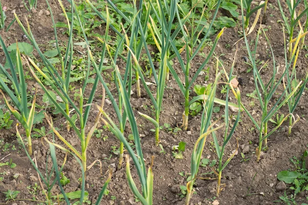 Cultivo de filas verdes hojas de ajo . Imágenes de stock libres de derechos