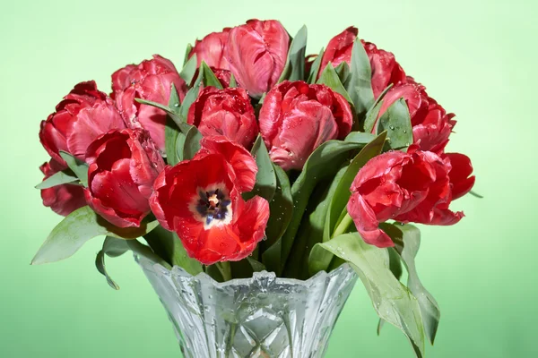 Close up view of bouquet of red fresh spring tulips with water splashes in vase. — Stock Photo, Image