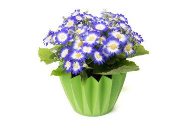 Bir yeşil çiçek tencerede fazla mavi cineraria çiçek.