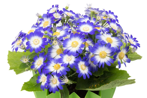 Close up van groep cineraria bloemen. — Stockfoto