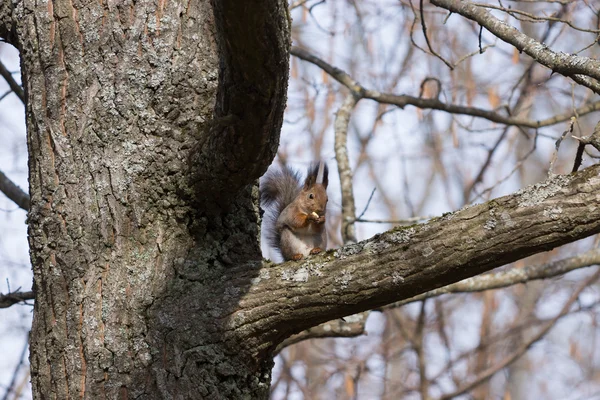 Niedliches pelziges rotes Eichhörnchen sitzt auf dem Ast und frisst eine Eichel. — Stockfoto