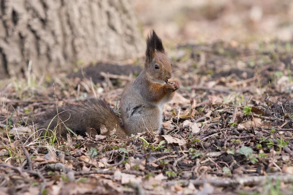 Pretty furry red squirrel eats a crust. — Stock Photo, Image