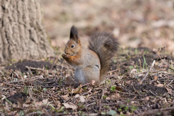 Harige rode eekhoorn staat op poten en eet een eikel. — Stockfoto