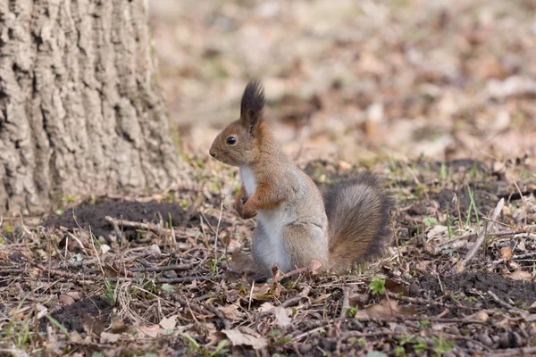 Jolie squirell rouge se tient sur les pattes et regarde sur le côté . — Photo