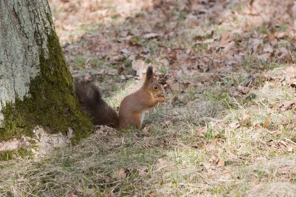 Pelziges rotes Eichhörnchen nagt und frisst eine Eichel auf dem Rücken. — Stockfoto