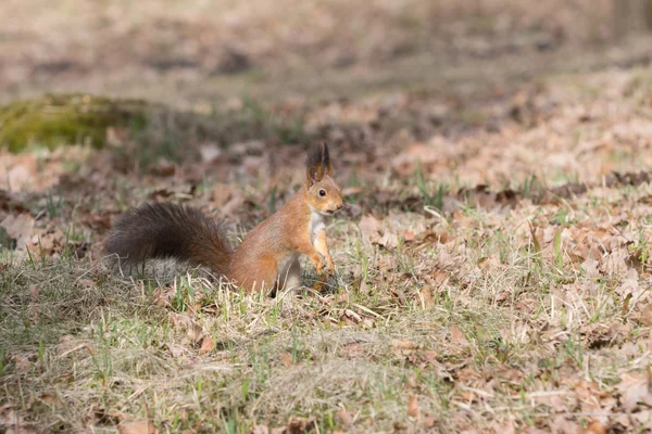 Puszysty wiewiórki opowiadajacego czerwony stoi na łapy i wygląda z boku. — Zdjęcie stockowe