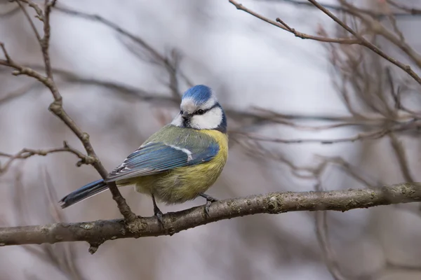 Blue Tit sitting on a branch and looking to the side. — Stock Photo, Image