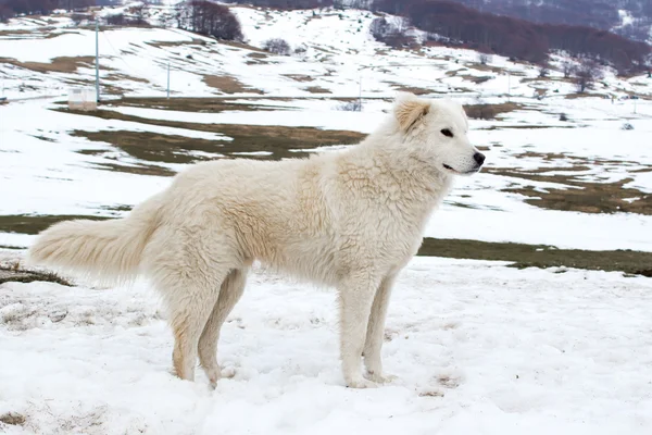 Maremma Perro pastor en la nieve — Foto de Stock