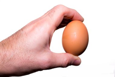 el beyaz izole bir tavuk yumurta tutar