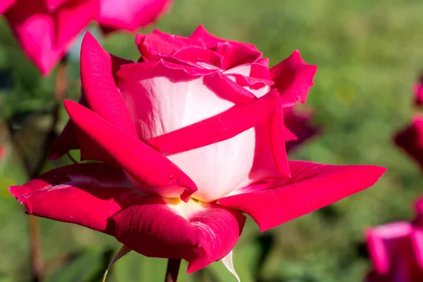 花园里一朵美丽的玫瑰的特写镜头 — 图库照片
