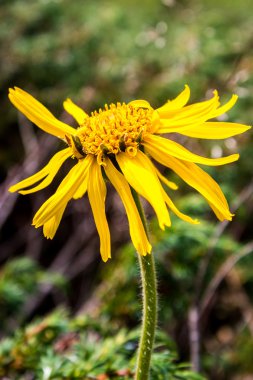 Arnika Montana çiçek dolomites içinde yakın çekim