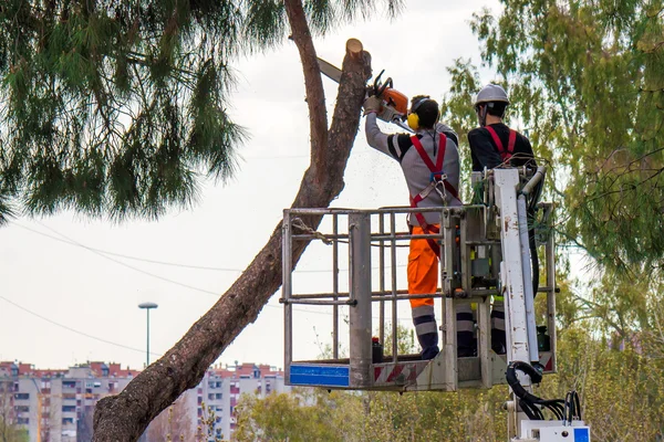 I taglialegna professionisti tagliano i tronchi sulla gru — Foto Stock