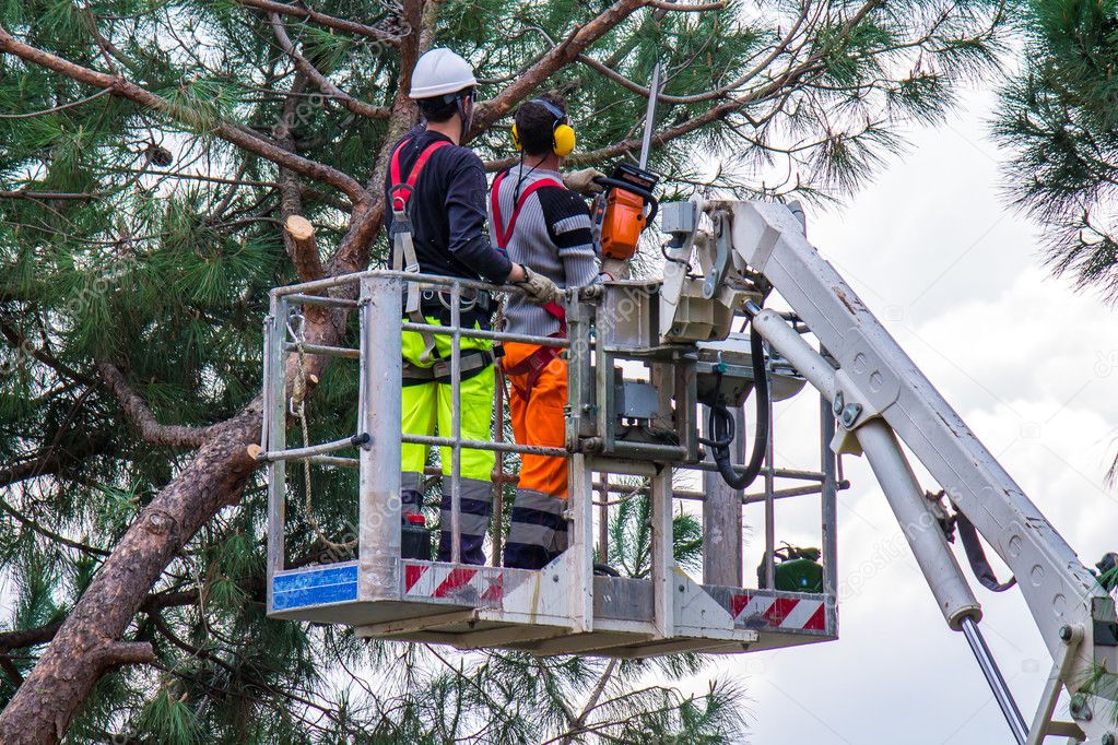 Professional Lumberjacks cuts trunks on the crane with a chainsaw,