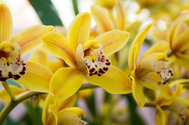 bazı Orkide Bahçe closeup