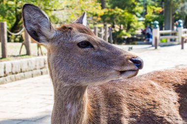 Sika geyiği closeup