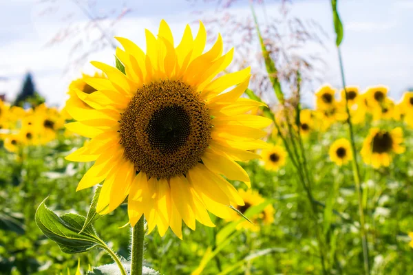 Hermoso y colorido girasol — Foto de Stock