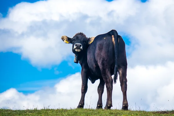 Vache sur un pâturage dans les Alpes — Photo