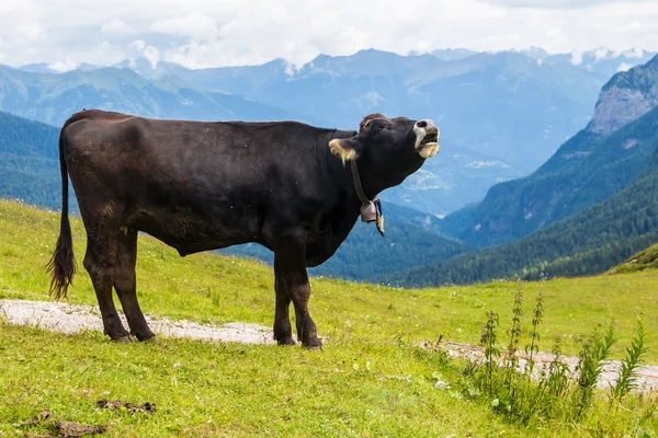 Kuhstreicheln auf den Alpen — Stockfoto