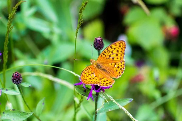 A butterfly "silver-washed fritillary" — Stock Photo, Image