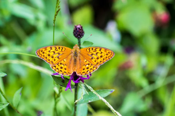 A butterfly "silver-washed fritillary" — Stock Photo, Image