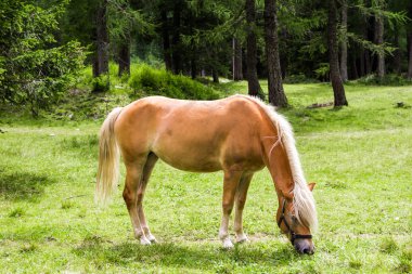 Bir haflinger at