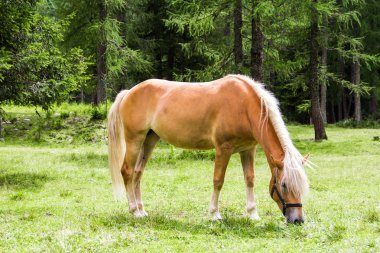 Bir haflinger at