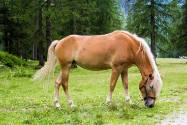 Bir haflinger at