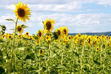 Sunflowers field clipart
