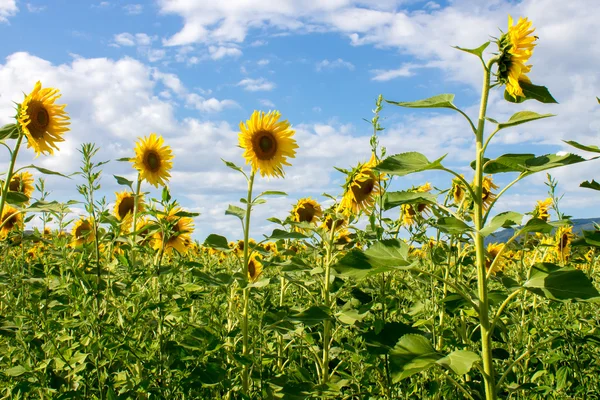 Sonnenblumenfeld — Stockfoto