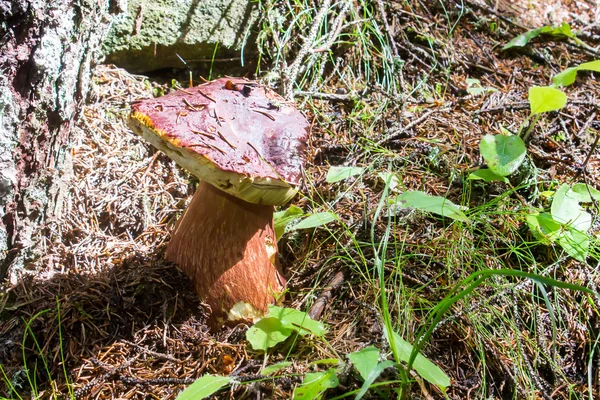 Porcini mushroom — Stock Photo, Image