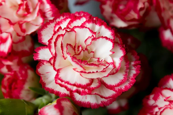 Primo piano di fiori di garofano — Foto Stock