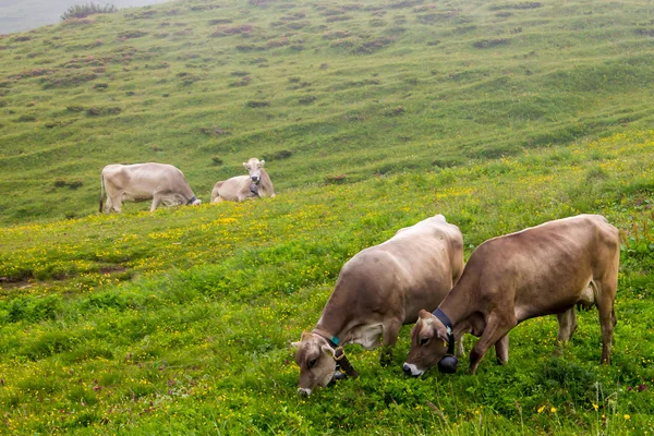 Cows grazing — Stock Photo, Image