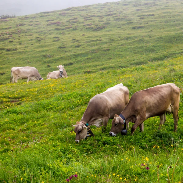 Cows grazing — Stock Photo, Image