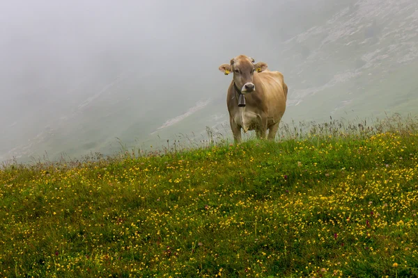 放牧牛 — 图库照片