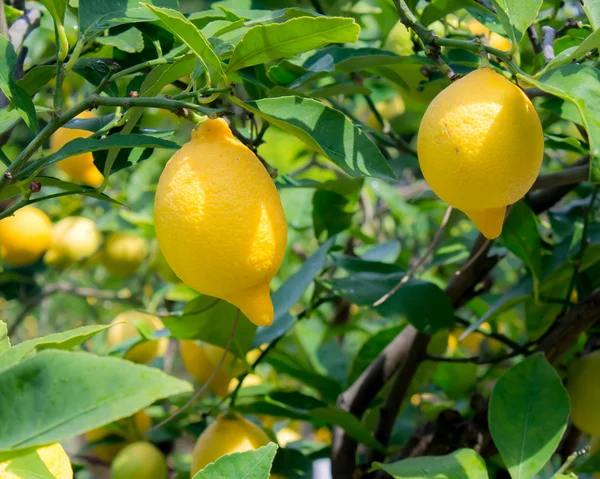 Citrons sur l'arbre — Photo