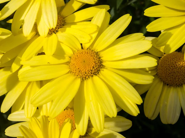 Arnica çiçek yakın çekim