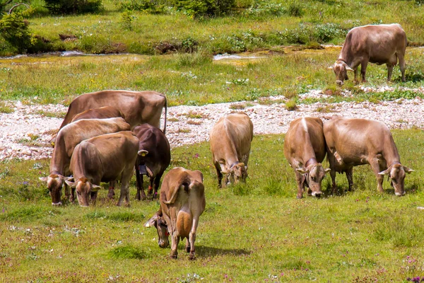 Pastoreo de bovinos — Foto de Stock