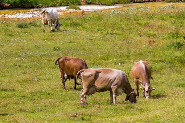 Bovinos a pastorear — Fotografia de Stock