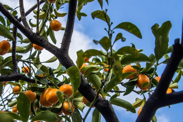 Kumquat arbre — Photo