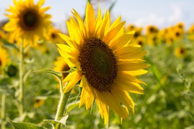 Sunflower in a field clipart